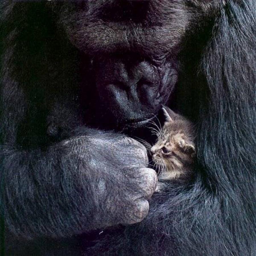 gorilla-cat-diarioecologia