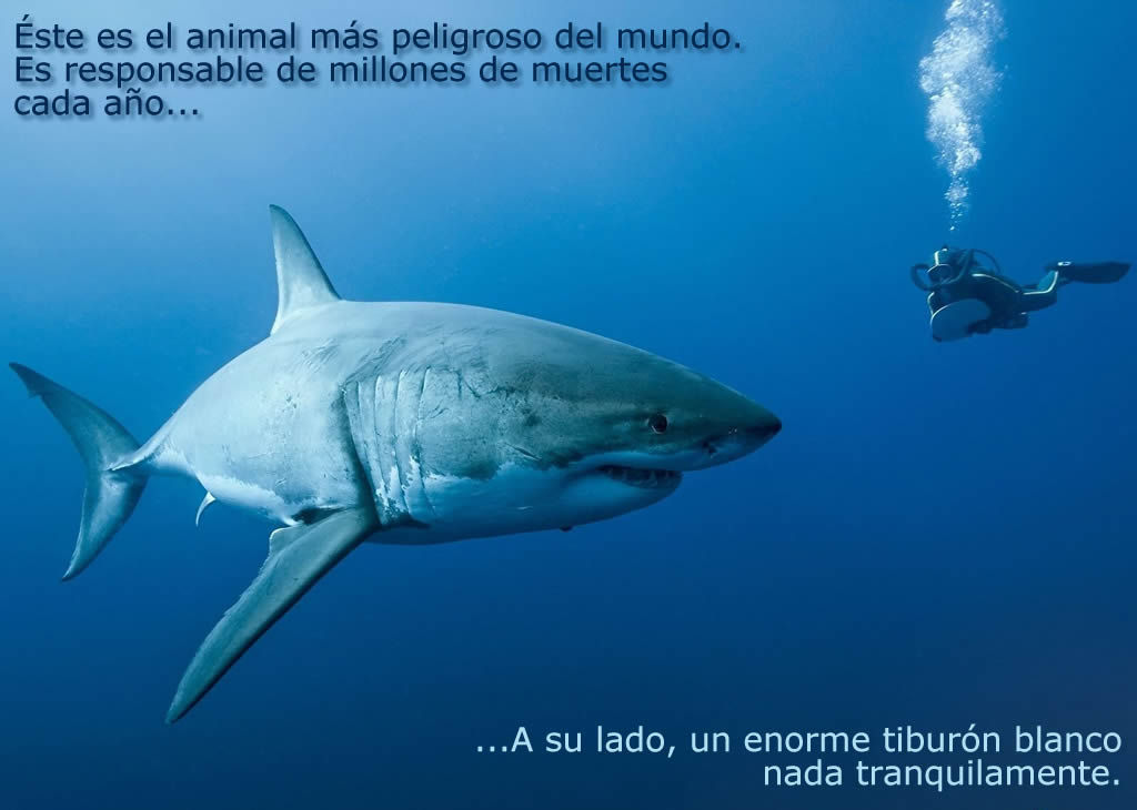 Conoce el animal mas peligroso del mundo. Te sorprenderá