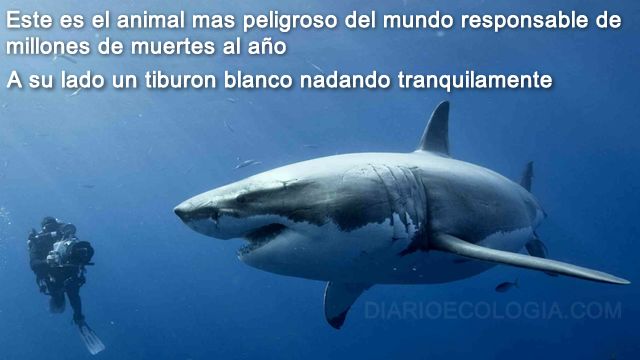 ¿Quién es el verdadero depredador?