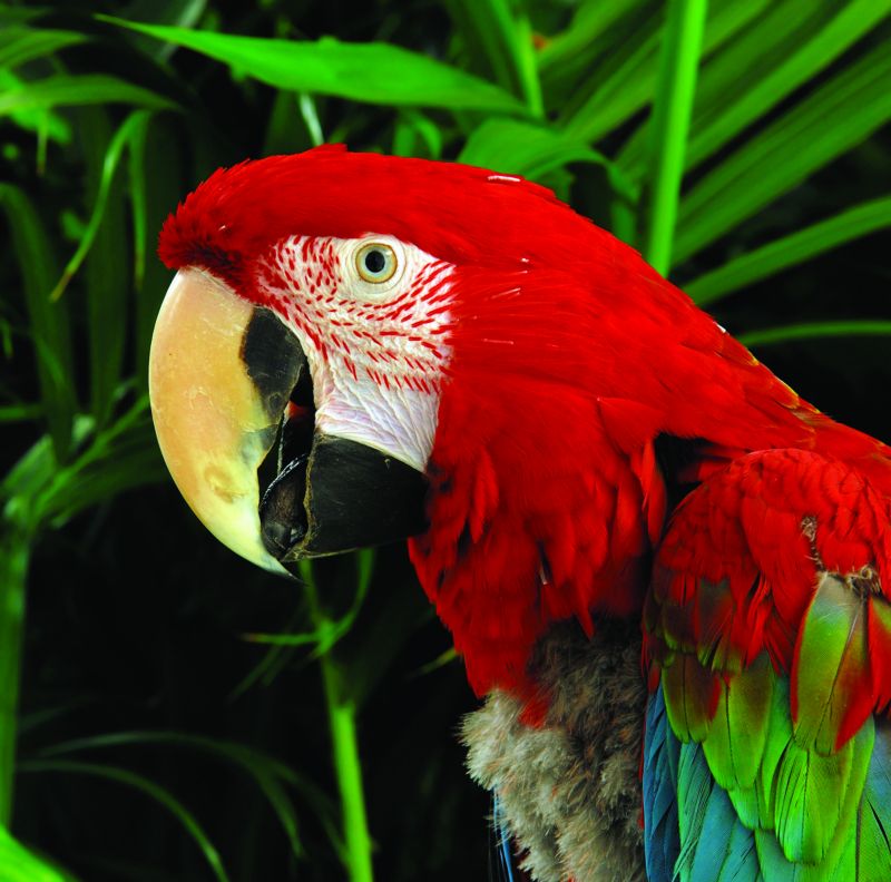 Biodiversidad latinoamericana seriamente amenazada