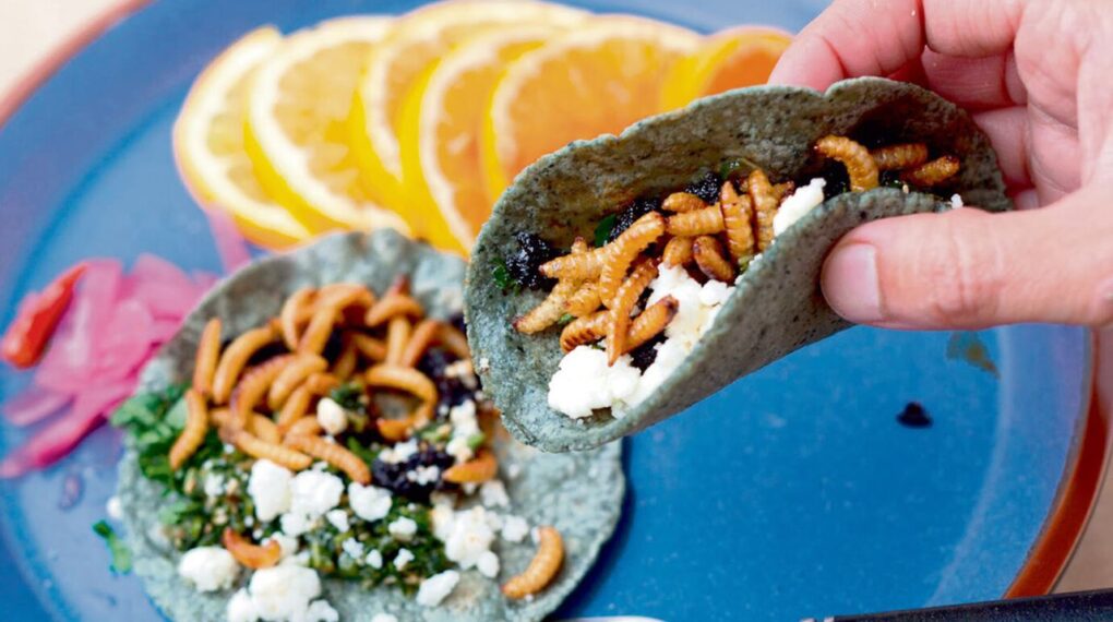 Taco de gusanos y helados de hormigas, la ultima moda culinaria