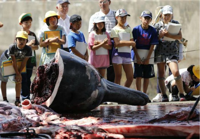 En Japón por tradición emplazan niños a ver la salvajada del faenamiento de ballenas