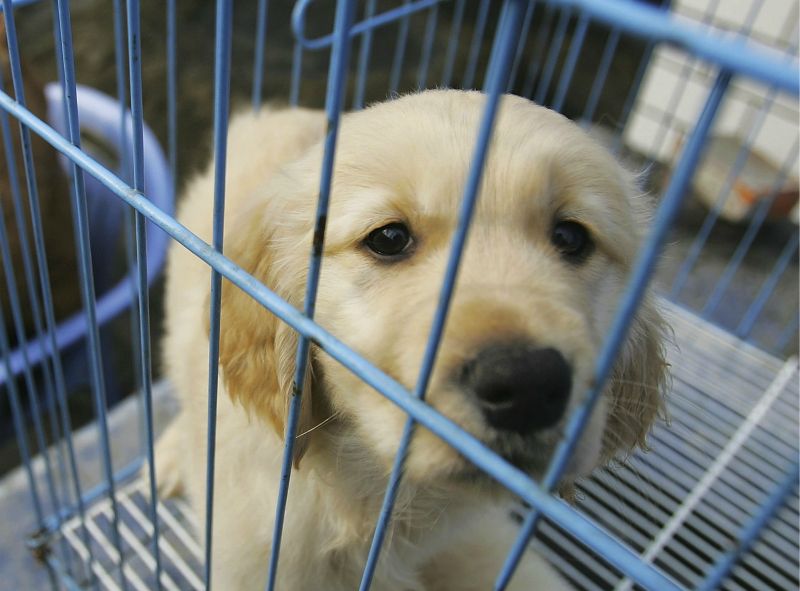 Se prohibirá la venta de perros y gatos en tiendas de mascotas