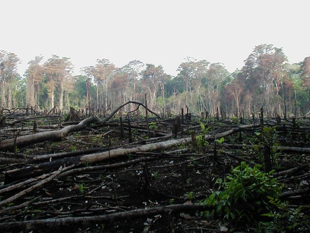Un aplauso: Desarticulan al mayor grupo deforestador de la Amazonía en Brasil