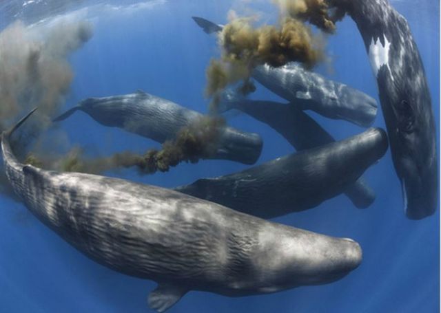 Las heces de las ballenas juegan un rol muy importante contra el cambio climático. ¡que defequen las ballenas!