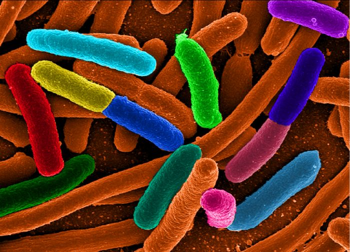 Investigadores logran producir propano usando bacterias