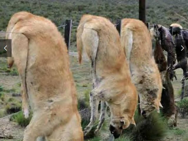 Horror!. Brutal matanza de perros en Argentina