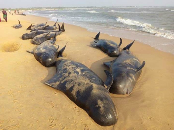 Algo pasa en el planeta: Hallan mas de 100 ballenas piloto varadas en la costa
