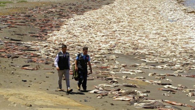 Algo malo está pasando en el planeta: Muerte masiva de calamares gigantes en Chile