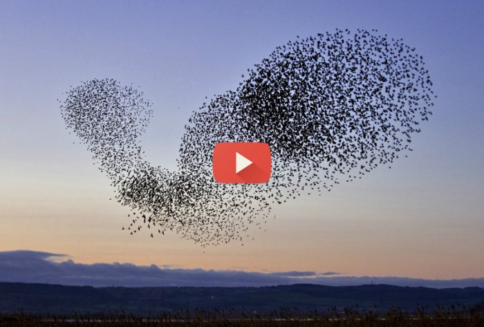 El bello fenómeno de aves migratorias que intriga a científicos