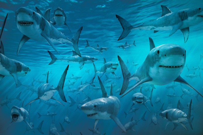 Buena esa!. Ecuador crea la reserva con mayor densidad de tiburones del mundo