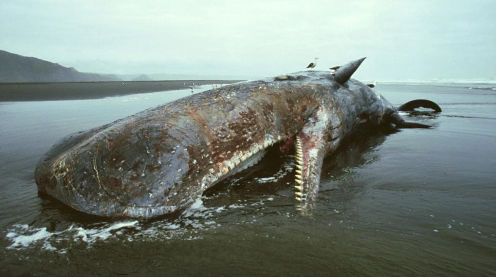 Las ballenas mueren y nos dejan un importante mensaje: sus estómagos están llenos de plástico