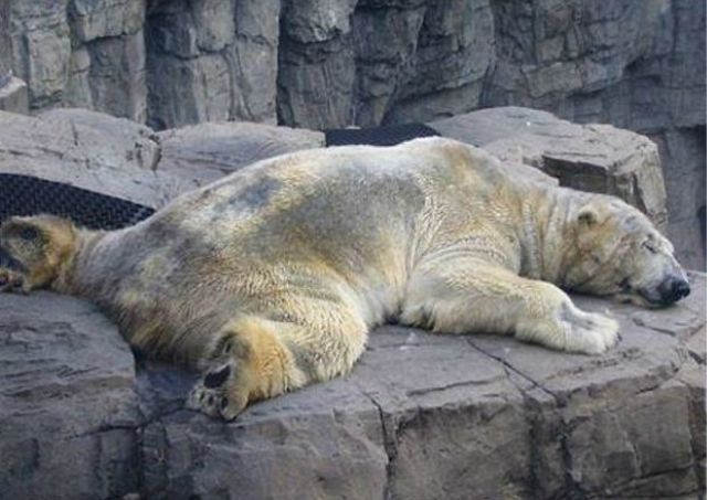 Ayudemos a Arturo, el animal más triste del mundo