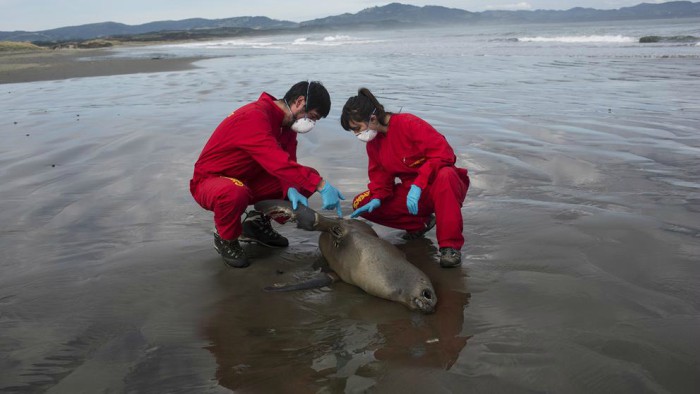 Millones de animales se están muriendo en Chile. ¿Qué está pasando?