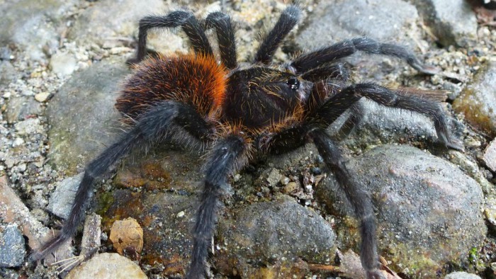 Esta es la araña Gabriel García Márquez