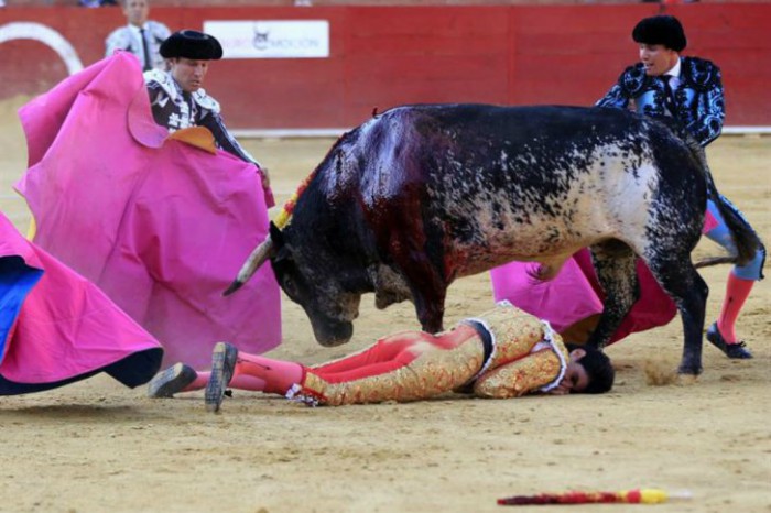 ¡Tamaña estupidez!… Españoles matarán a toda la familia del toro que mató al torero el pasado sábado