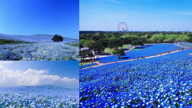 Los hipnóticos campos de flores azules en japón. Deslumbrante!