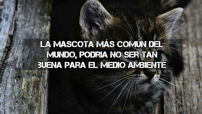 «Tiernos asesinos»: ¿Por qué los gatos son un peligro para el planeta?.