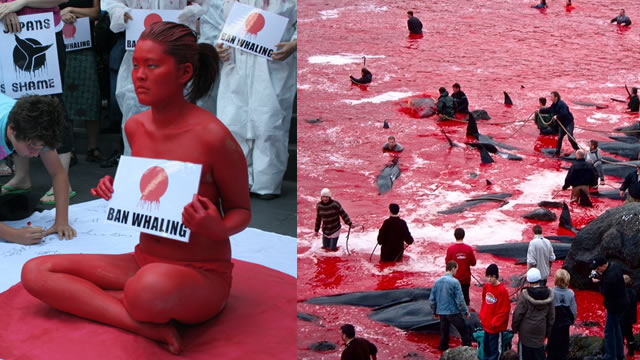 Japón reanuda sangrienta caza anual de ballenas en medio del repudio internacional
