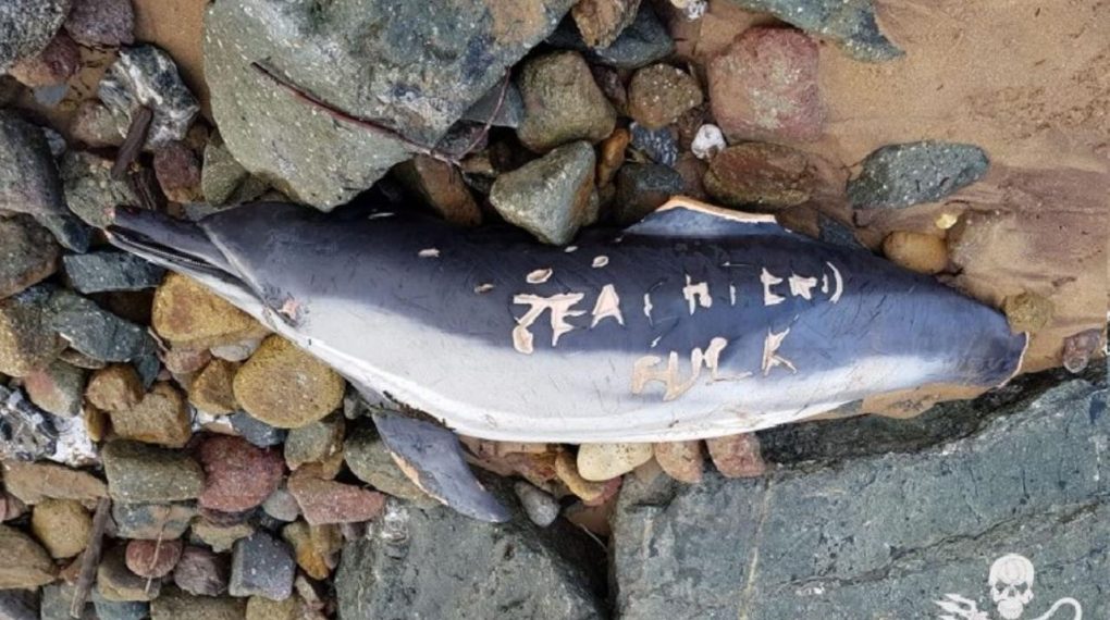 Pescadores amenazan con grabado a cuchillo a una ONG por defender a los delfines de la extinción