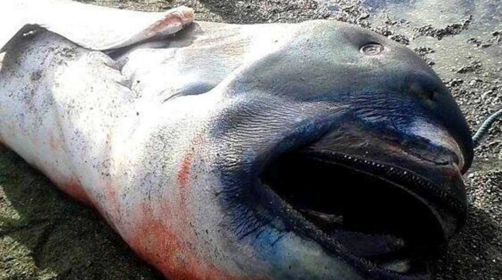 El tiburón mas raro del mundo. Es tan poco común que solo se tienen registros de 41 ejemplares desde que la especie fue descubierta