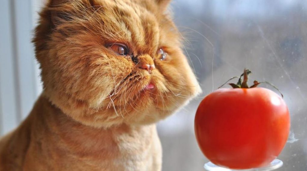 ¿Qué culpa tiene el tomate?