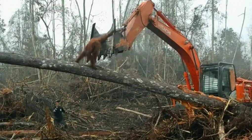 Desgarrador vídeo muestra a un orangután luchando contra una máquina que destruye su hogar