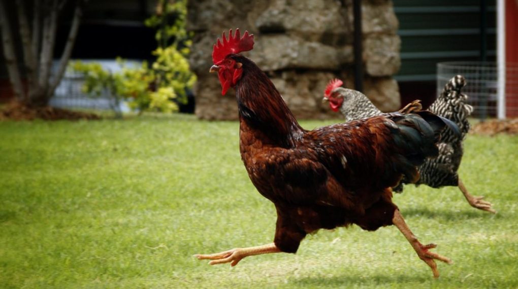 Las gallinas en jaula tienen los días contados: Europa quiere poner fin a su «sufrimiento»