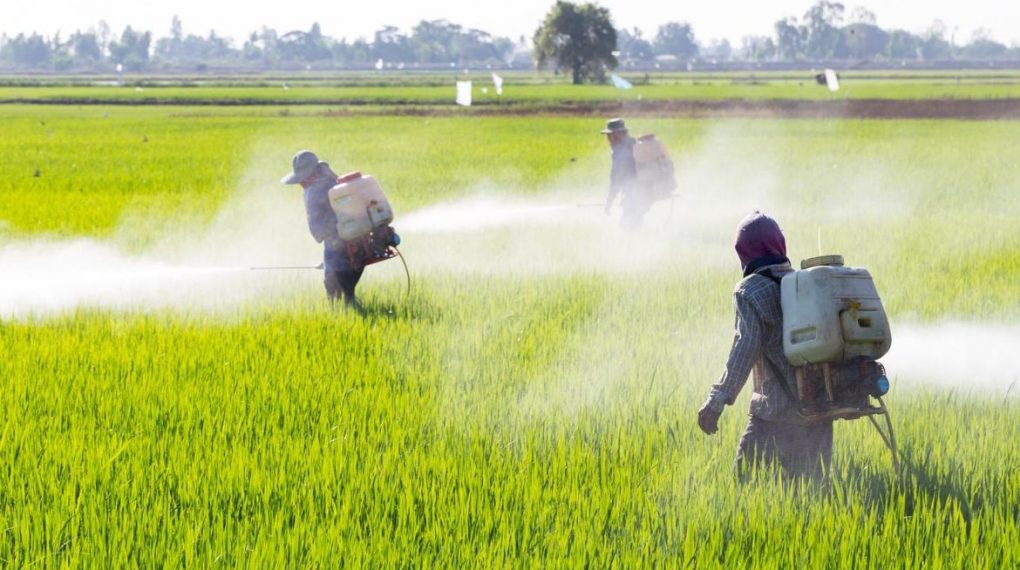 Pesticidas aumentan riesgo de padecer Alzheimer
