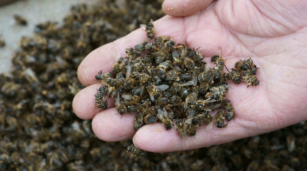 Alerta mundial: Confirmado!. Los móviles matan abejas y cucarachas