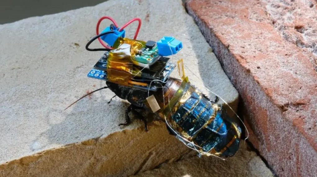 Cucaracha ciborg: parte insecto vivo y parte máquina